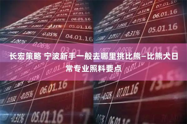 长宏策略 宁波新手一般去哪里挑比熊—比熊犬日常专业照料要点